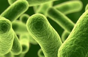 Microrganismo presente na água