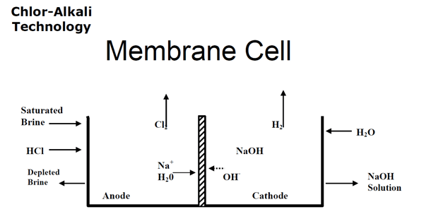 membrane cell